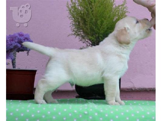 Pomeranian καθαροαιμα Αθηνα-Θεσσαλονικη-Νησια dogsmania.gr 6979314054...